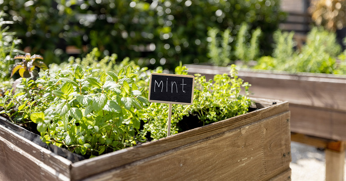 Mint herb garden on backyard deck